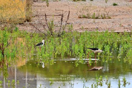 Cinco cigüeñuelas y una utopía en La Catalana Cinco cigüeñuelas y una utopía en La Catalana
