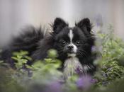 Explorando efectos: hierba gatera mala para perros?