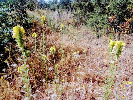 MONTE DEL PARDO, BOTÁNICA III