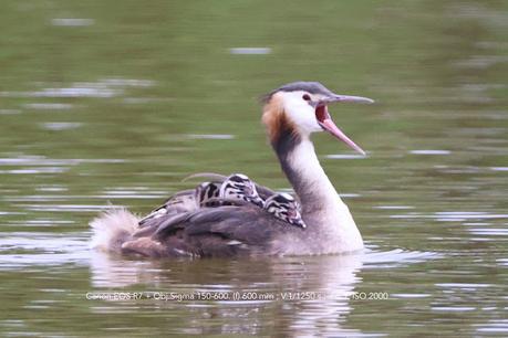 Familia de Somormujo lavanco