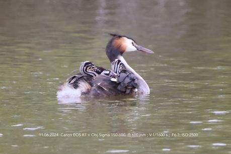 Familia de Somormujo lavanco