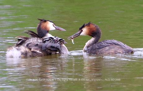 Familia de Somormujo lavanco