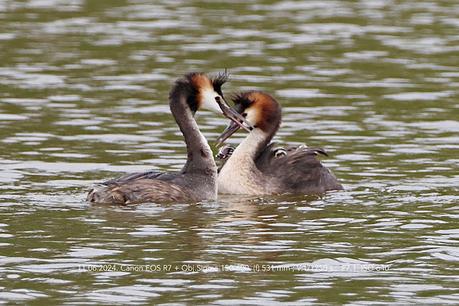 Familia de Somormujo lavanco