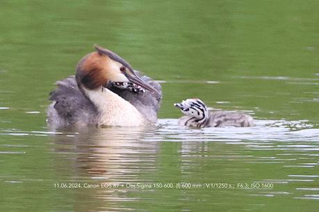 Familia de Somormujo lavanco