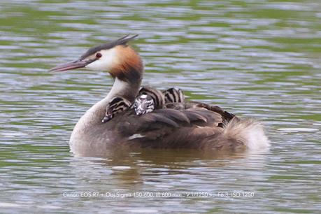 Familia de Somormujo lavanco