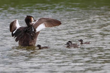 Familia de Somormujo lavanco