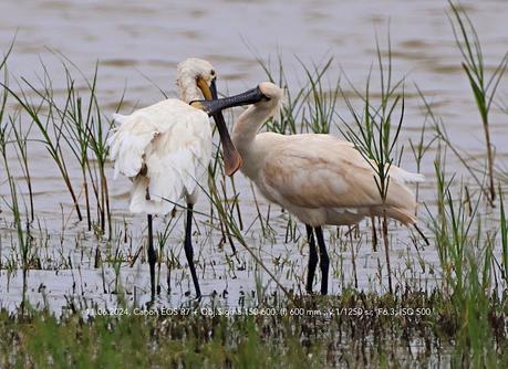 Espátulas en el Remolar