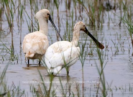 Espátulas en el Remolar