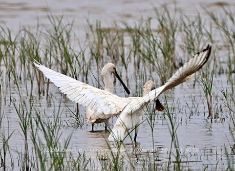 Espátulas en el Remolar