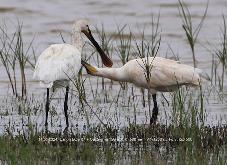 Espátulas en el Remolar