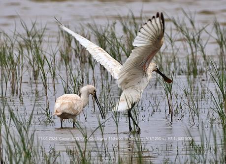 Espátulas en el Remolar