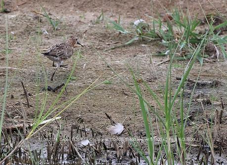 El Encanto del Correlimos Zarapitín: Instantes en el Delta del Llobregat.