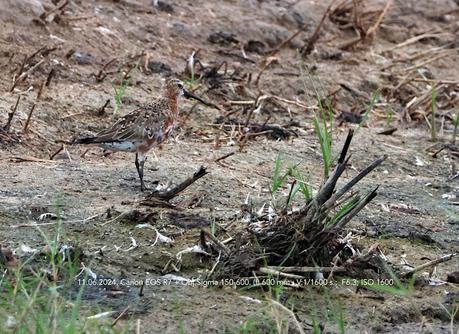 El Encanto del Correlimos Zarapitín: Instantes en el Delta del Llobregat.