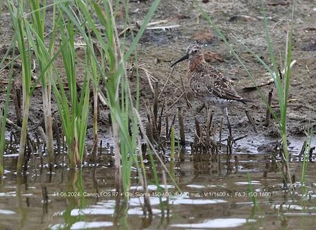 El Encanto del Correlimos Zarapitín: Instantes en el Delta del Llobregat.