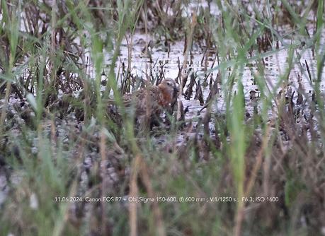El Encanto del Correlimos Zarapitín: Instantes en el Delta del Llobregat.