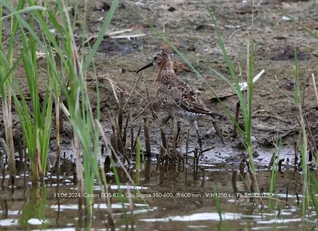 El Encanto del Correlimos Zarapitín: Instantes en el Delta del Llobregat.