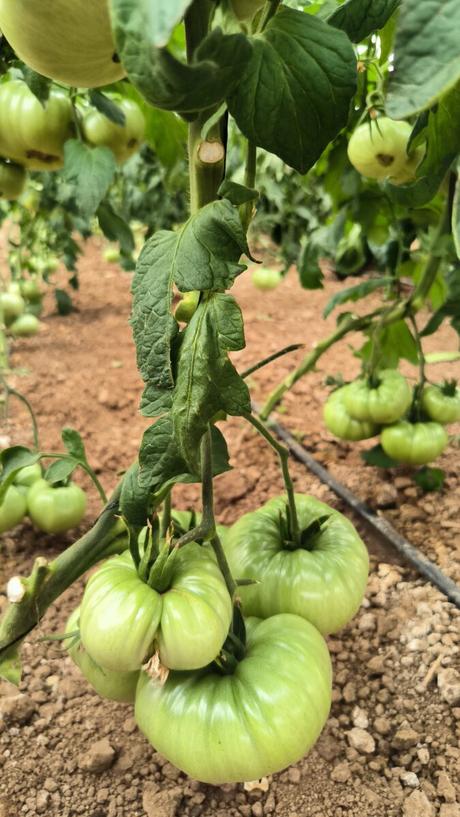 Finca Hualdo, un paraíso sostenible en la provincia de Toledo