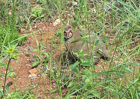 Encuentro con una perdiz roja
