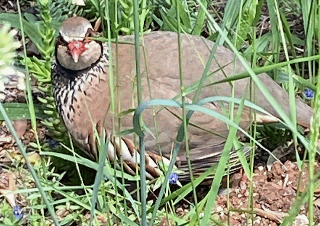 Encuentro con una perdiz roja