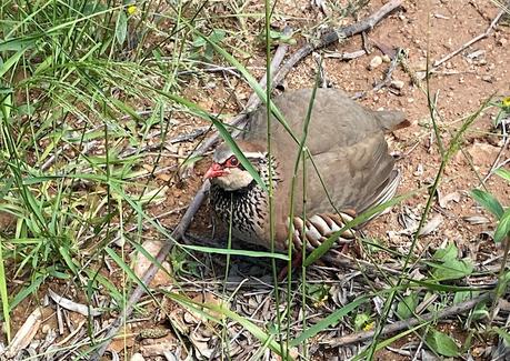 Encuentro con una perdiz roja