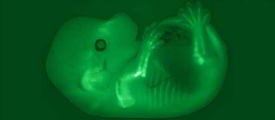 Localizan los interruptores genéticos del crecimiento óseo