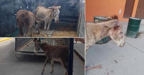 Rescate heroico de burrita y su cría por la Policía Montada en la colonia Satélite