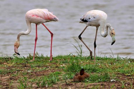 Un Día Lluvioso en el Remolar-Filipines: Los Flamencos se Aventuran en Tierra Firme