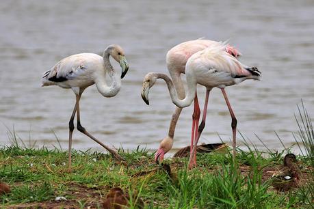 Un Día Lluvioso en el Remolar-Filipines: Los Flamencos se Aventuran en Tierra Firme