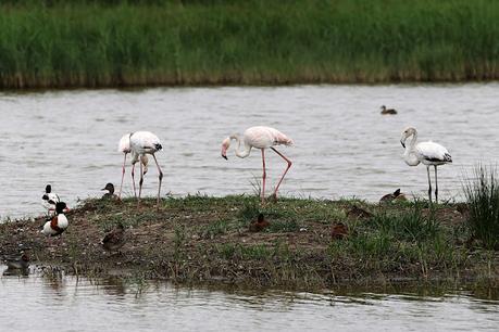 Un Día Lluvioso en el Remolar-Filipines: Los Flamencos se Aventuran en Tierra Firme