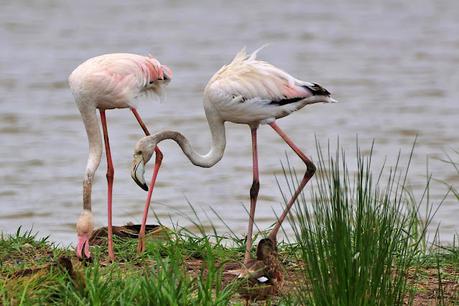 Un Día Lluvioso en el Remolar-Filipines: Los Flamencos se Aventuran en Tierra Firme