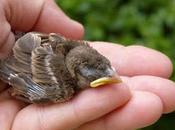 encuentran animales desmayados....