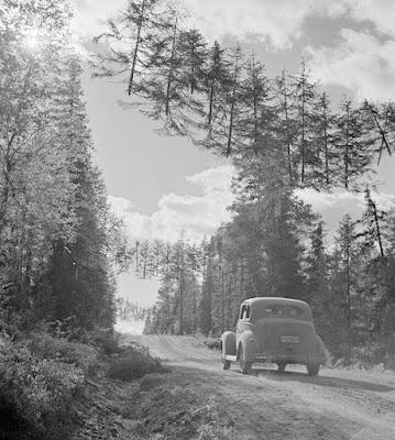 Los árboles voladores