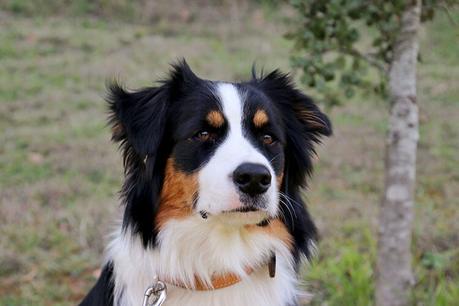 Canoa por la Dordoña – Guía de viaje de Burdeos