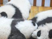 Cómo formato datos Pandas