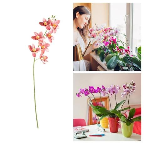 Las Mejores Ideas para Decorar con Orquídeas 6