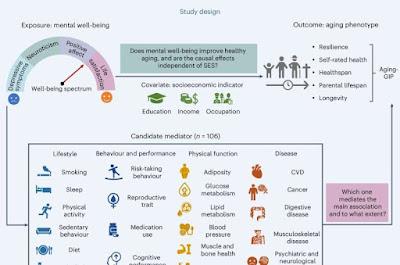 La Salud mental esta muy ligada a la longevidad humana