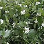 ortiga muerta,  plantas medicinales