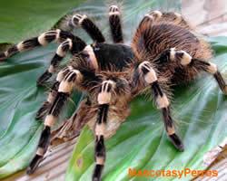 Acanthoscurria geniculata arańa 