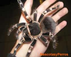 Acanthoscurria geniculata arańa 