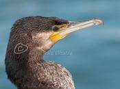 Retrato Cormorán...