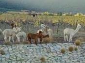 Viña Emiliana obtiene certificación comercio justo para toda producción propia