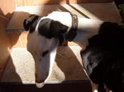 Galgos peores condiciones. ¡¡necesito ayuda!! (jaén)