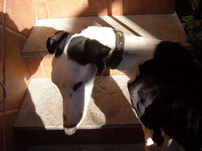 GALGOS EN LAS PEORES CONDICIONES. ¡¡NECESITO AYUDA!! (JAÉN)