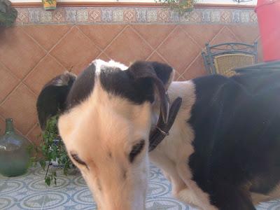 GALGOS EN LAS PEORES CONDICIONES. ¡¡NECESITO AYUDA!! (JAÉN)