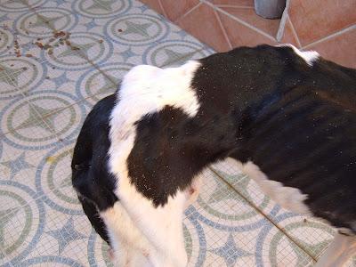 GALGOS EN LAS PEORES CONDICIONES. ¡¡NECESITO AYUDA!! (JAÉN)