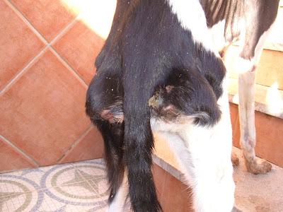 GALGOS EN LAS PEORES CONDICIONES. ¡¡NECESITO AYUDA!! (JAÉN)