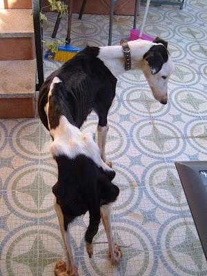 GALGOS EN LAS PEORES CONDICIONES. ¡¡NECESITO AYUDA!! (JAÉN)