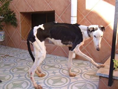 GALGOS EN LAS PEORES CONDICIONES. ¡¡NECESITO AYUDA!! (JAÉN)