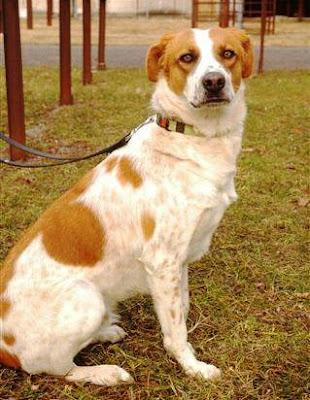 ¿RECONOCÉIS ESTE PERRO? perro con chip español encontrado perdido en Italia.