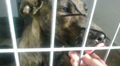 Ayuda para Ginyu,solo es un bebé de 6 meses y lleva mucho tiempo creciendo en la perrera!